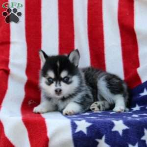 Griffin, Pomsky Puppy